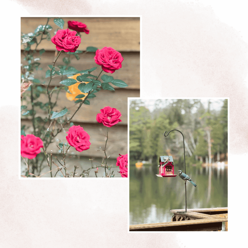 November roses blooming – finding signs after loss” / “Blue Jay at feeder – sign of guidance after loss