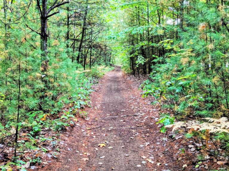 Peaceful forest trail for outdoor walking and nature exploration.